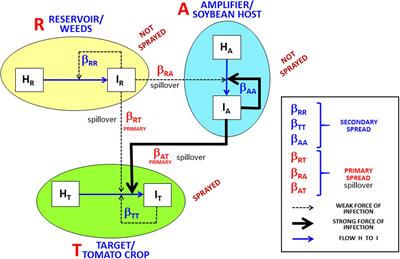 Amplifier Hosts May Play an Essential Role in Tomato Begomovirus Epidemics in Brazil